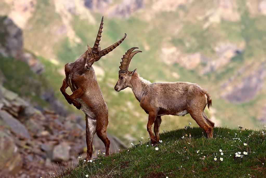 Alpensteenbok in Gran Paradiso