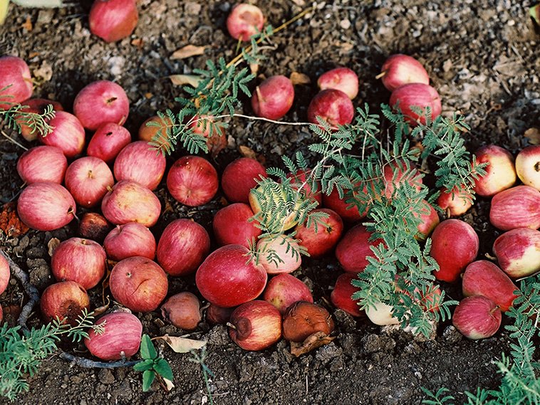 Appels uit Zuid-Tirol