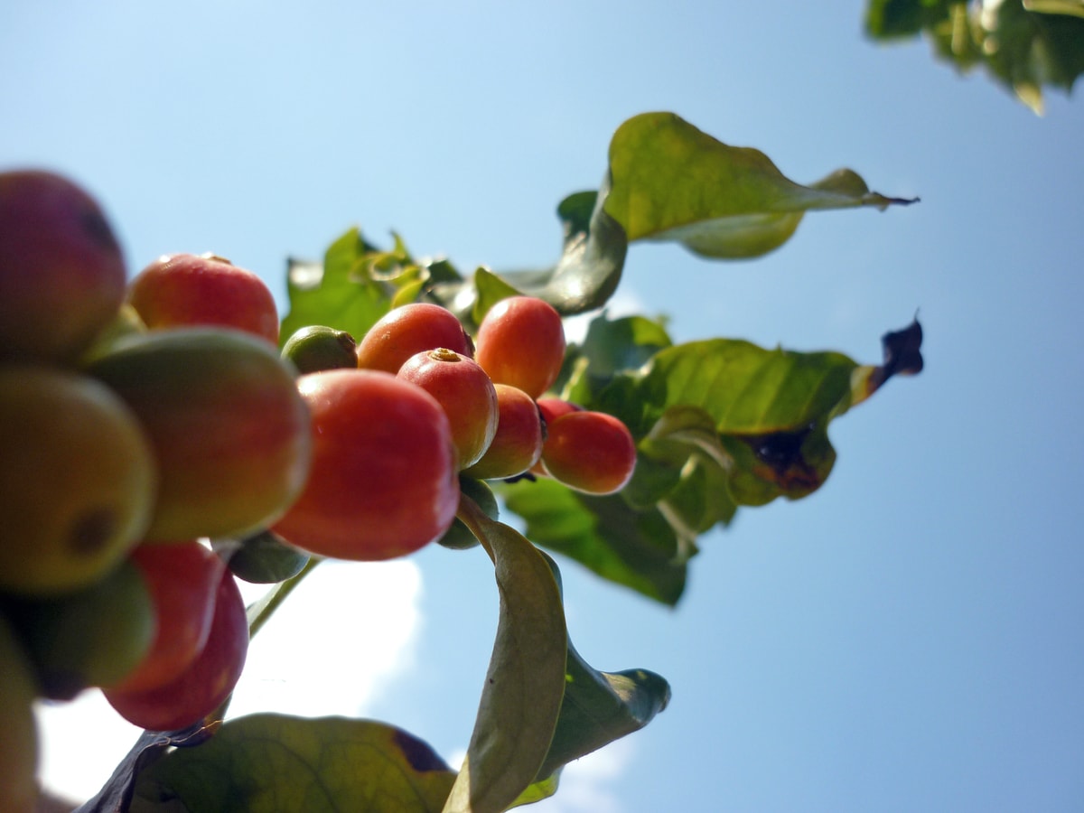 Arabica koffieboon