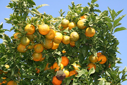Wat is Chinotto?