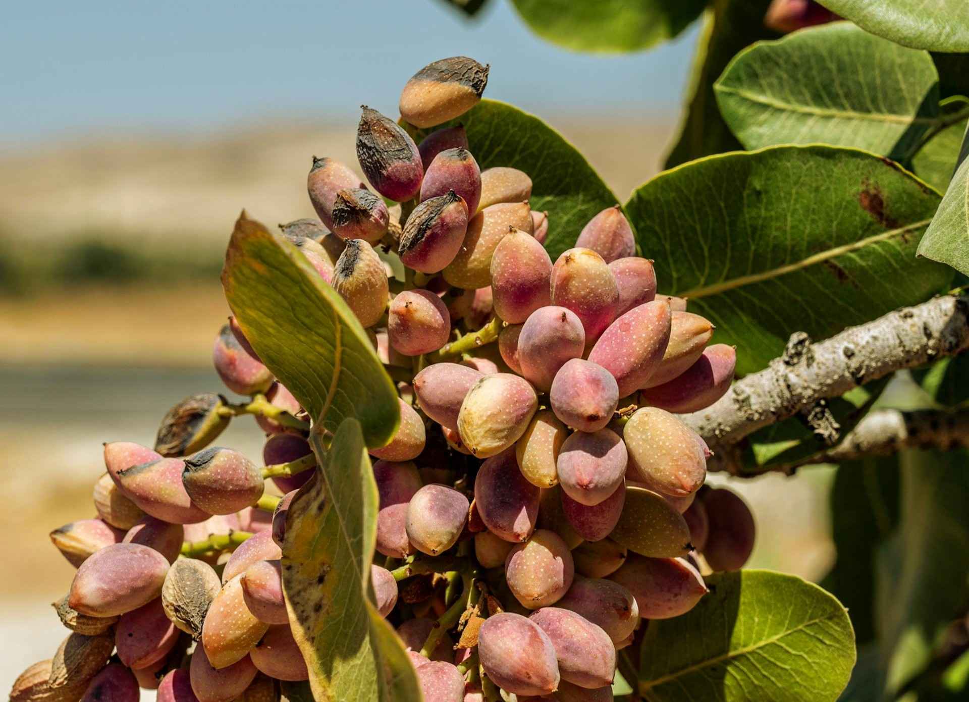 Pistache boom Sicilië