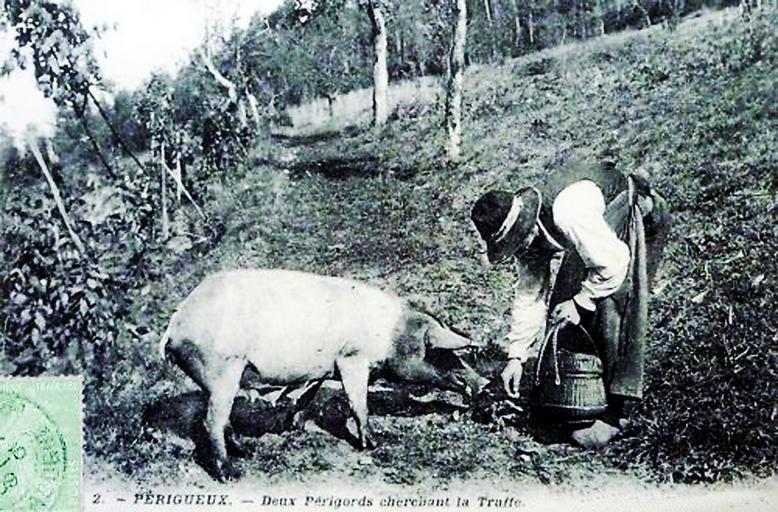 Truffels & Piëmont