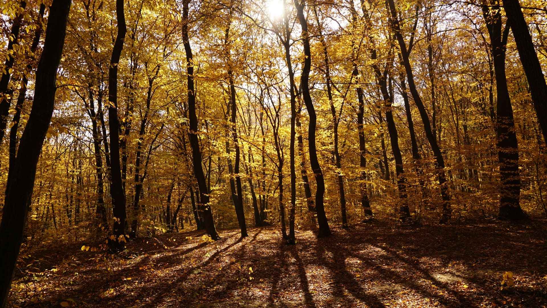 Foresta Umbra Gargano Puglia